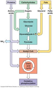 Pathways of macromolecule metabolism in cellular respiration