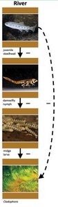 River food web showing trophic interactions