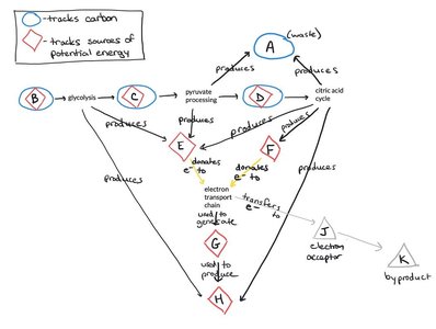 Diagram tracking carbon and energy through cellular respiration