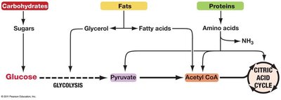 Diagram showing entry points of carbohydrates, fats, and proteins into cellular respiration