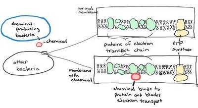 Diagram showing chemical blocking electron transport chain in bacteria