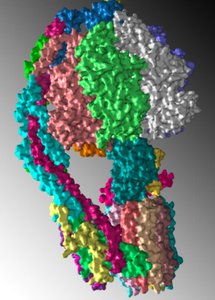 Aspartic acid amino acid structure