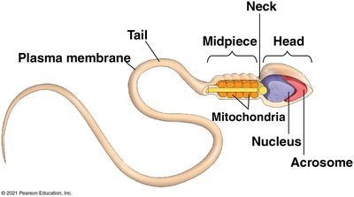 Labeled diagram of a sperm cell showing head, midpiece, tail, nucleus, mitochondria, and acrosome