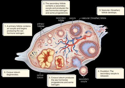 Diagram of oogenesis in the ovary, showing follicles, oocytes, and corpus luteum