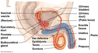 Diagram of the male reproductive system with labeled structures