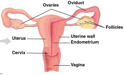 Diagram of the female reproductive system with labeled structures