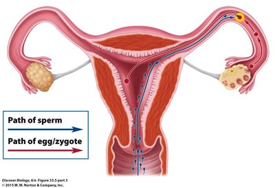 Diagram showing the path of sperm and egg/zygote in the female reproductive tract