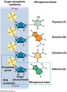 DNA nucleotide structure
