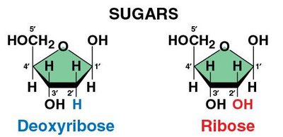 Deoxyribose vs ribose sugars