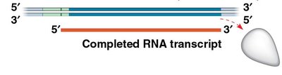 Transcription termination