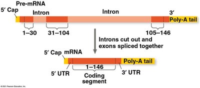 RNA splicing: introns and exons