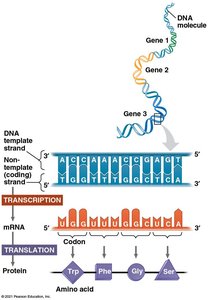 Transcription and translation overview