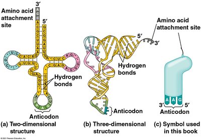 tRNA structure