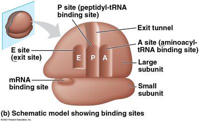 Ribosome binding sites