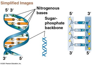 DNA double helix and base pairing