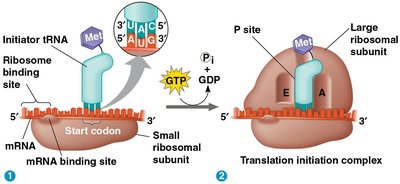 Translation initiation
