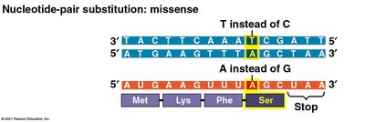 Missense mutation example