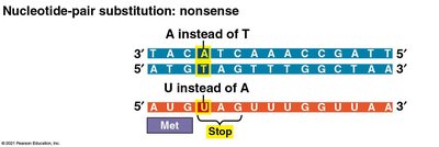 Nonsense mutation example