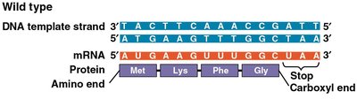 Silent mutation example