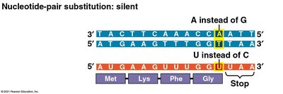 Frameshift mutation example