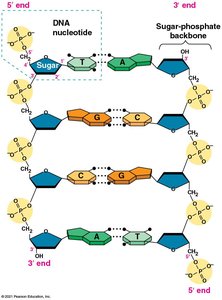 Base pairing in DNA