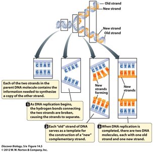 Semi-conservative DNA replication