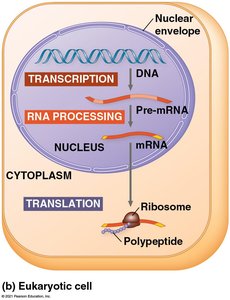 Central dogma in a eukaryotic cell