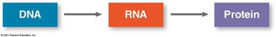 Central dogma: DNA to RNA to protein