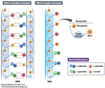 DNA vs RNA structure