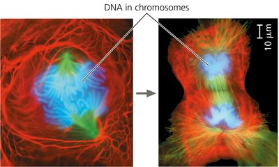 DNA in chromosomes during cell division