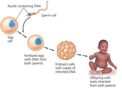 Diagram of inheritance: fertilization, cell division, and development