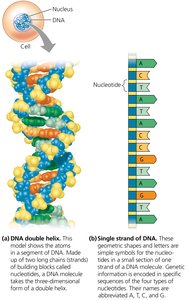 DNA double helix and nucleotide structure