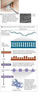 Gene expression: transcription and translation