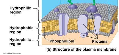 Structure of the plasma membrane