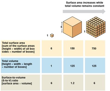 Surface area to volume ratio in cells
