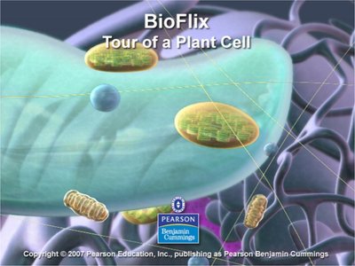 Plant cell structure