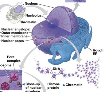 Nucleus, nucleolus, and chromatin