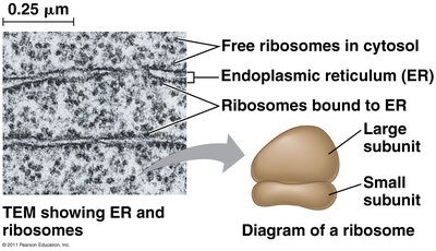 TEM of ribosomes and ER