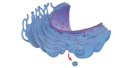 Endomembrane system overview