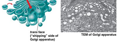 TEM of Golgi apparatus
