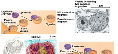 Lysosome function and autophagy