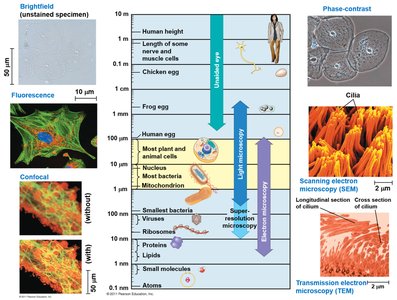 Types of microscopy and their applications