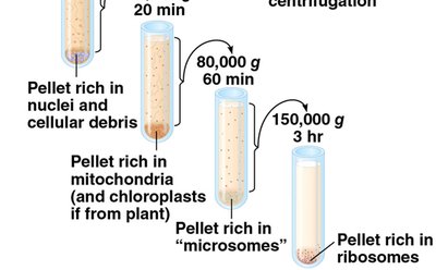 Differential centrifugation steps