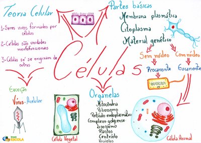 Handwritten mind map summarizing cell theory, cell types, and organelles