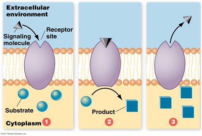 Diagram showing receptor protein activity: signaling molecule binds, triggers reaction, and product is released