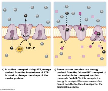 Diagram showing active transport using ATP and coupled transport