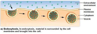 Diagram of endocytosis: material is engulfed by the cell membrane and brought into the cell