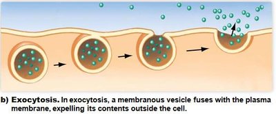Diagram of exocytosis: vesicle fuses with plasma membrane and releases contents outside the cell
