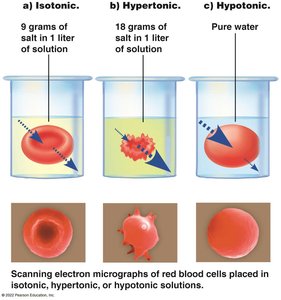 Diagram showing effects of isotonic, hypertonic, and hypotonic solutions on red blood cells