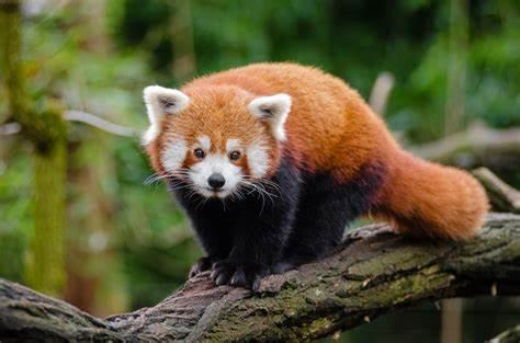 Red panda in a tree